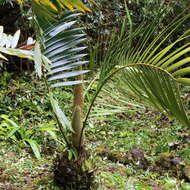 Image of Cycad