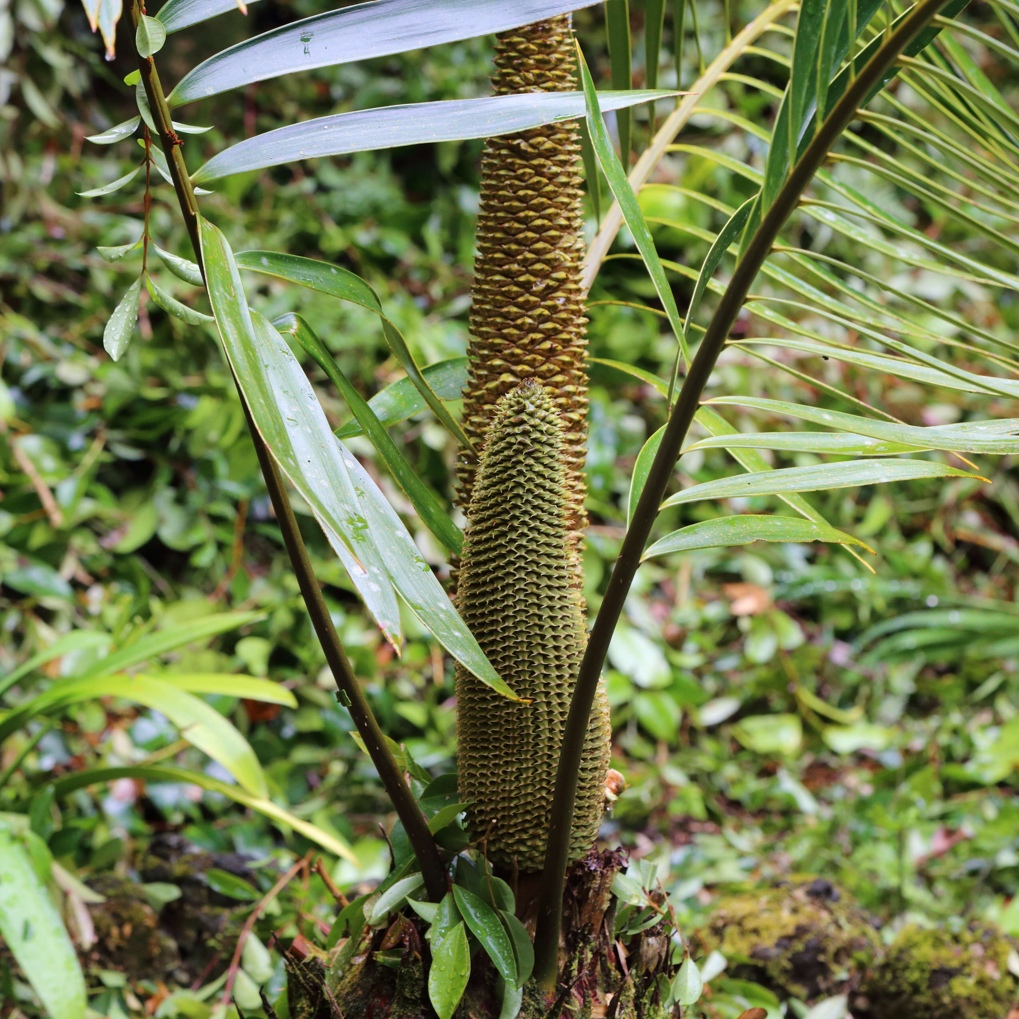 Image of Cycad