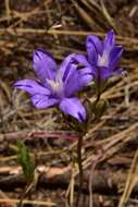 Image of Indian Valley Cluster-Lily