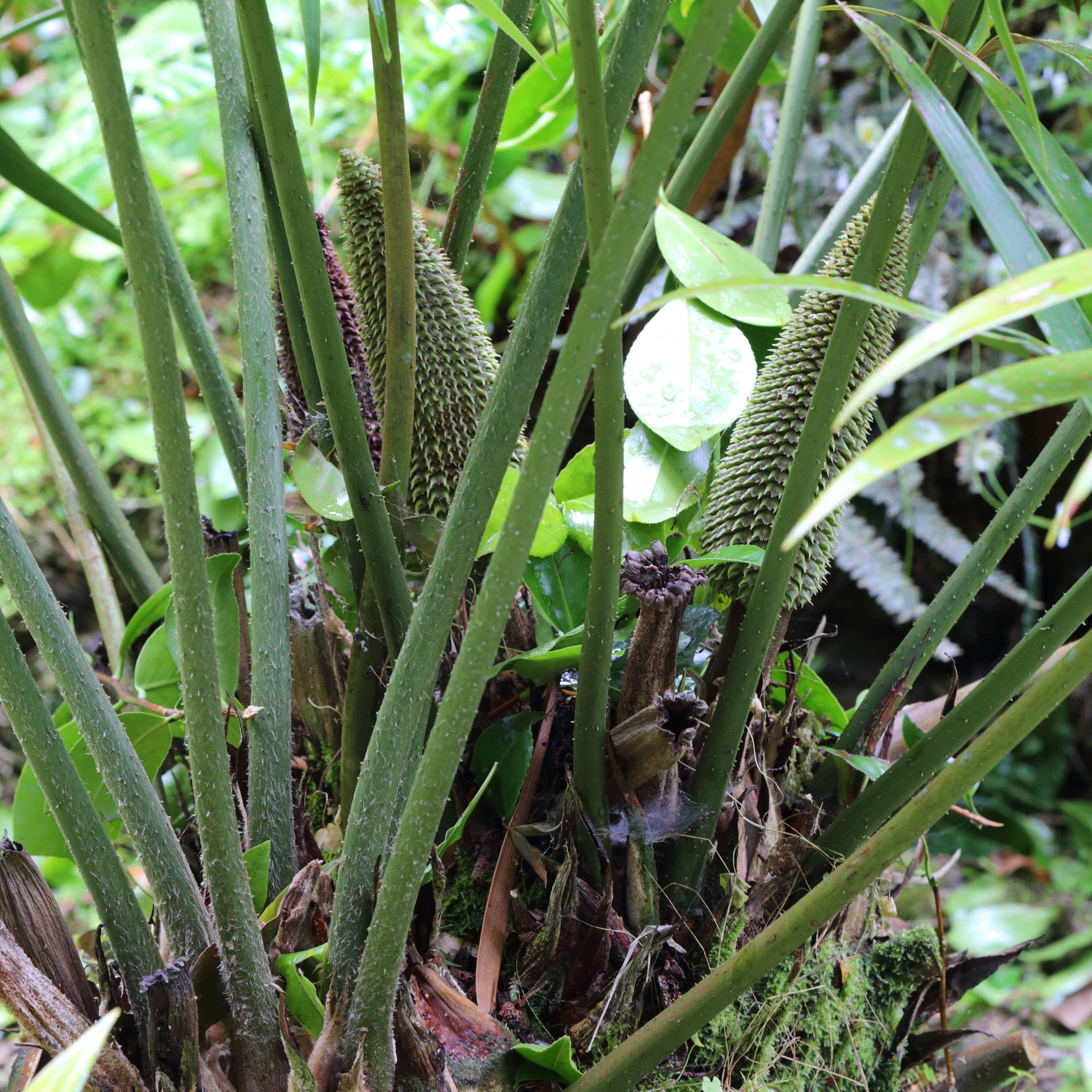 Image of Cycad