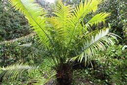 Image of Cycad