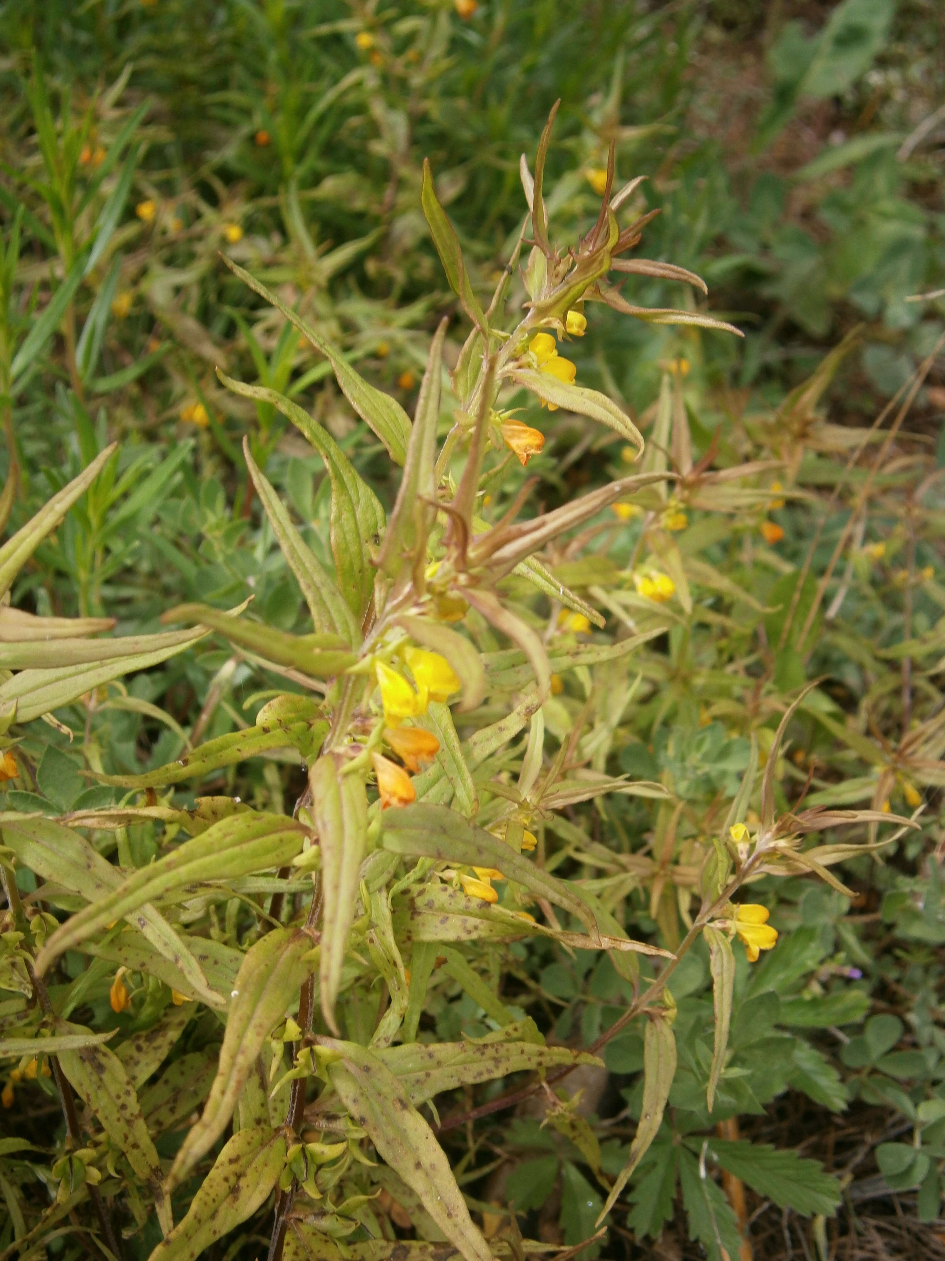 Image of Small cow-wheat