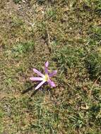 Image de Colchicum montanum L.