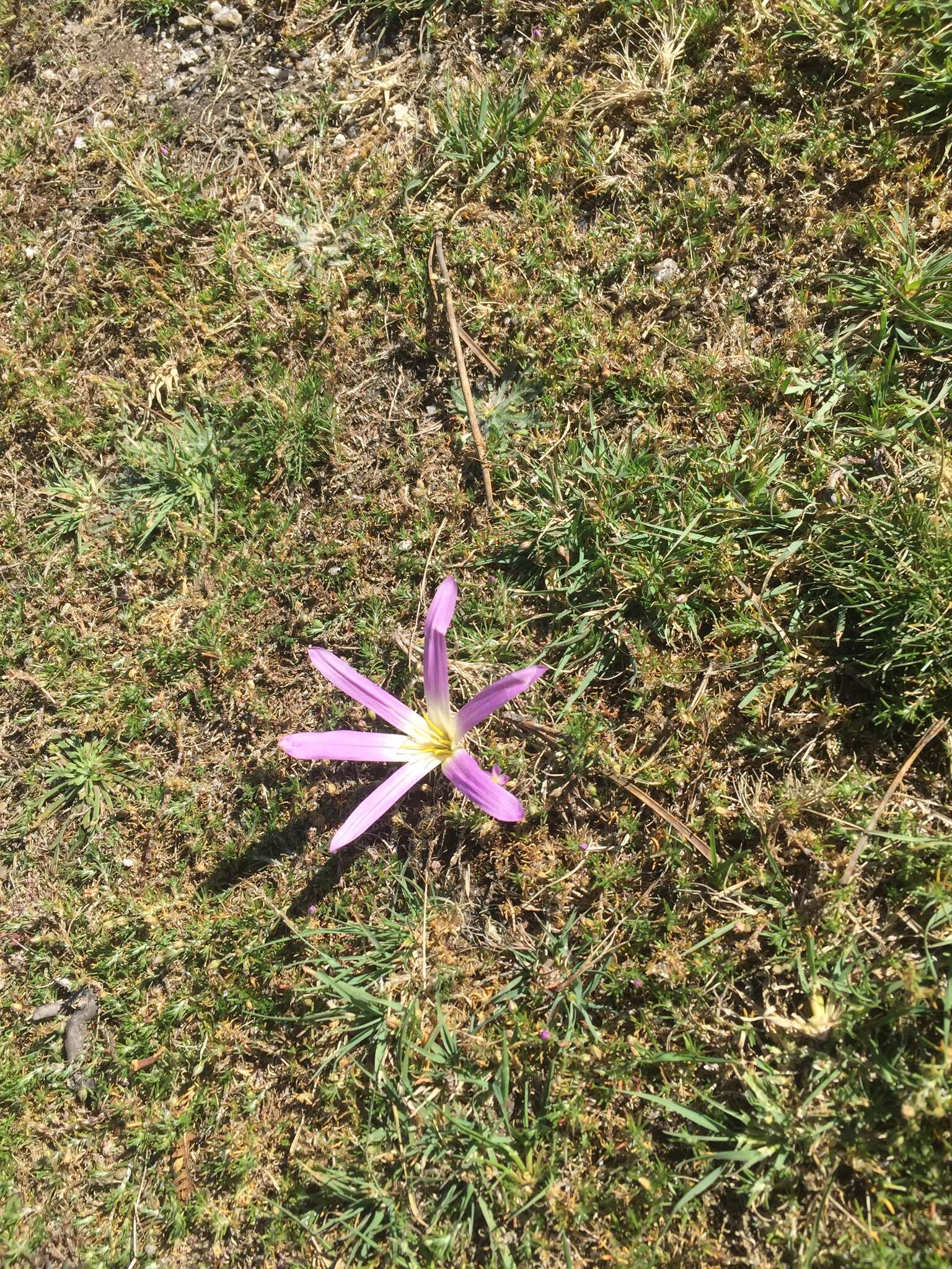 Image de Colchicum montanum L.