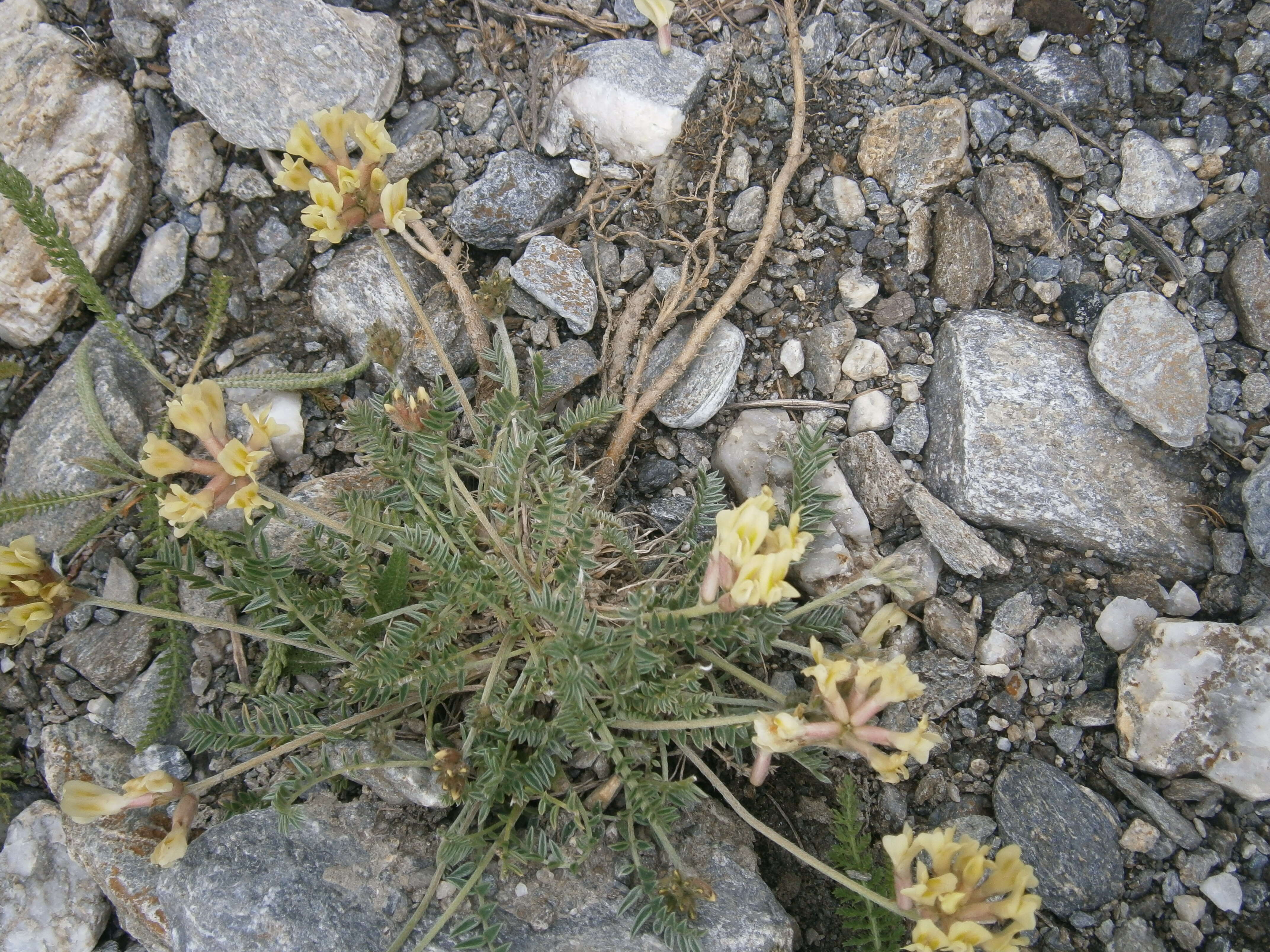 Слика од Oxytropis campestris (L.) DC.