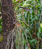 Image of Acanthostachys strobilacea (Schult. & Schult. fil.) Klotzsch