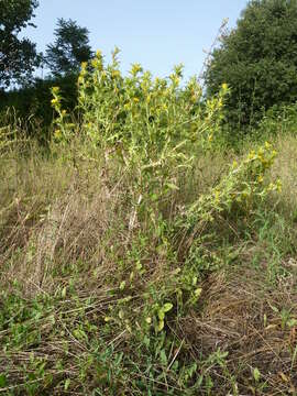 Image of Spanish oyster thistle