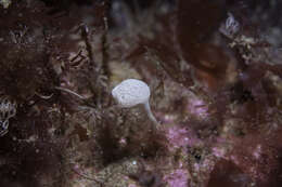 Image of guancha sponge