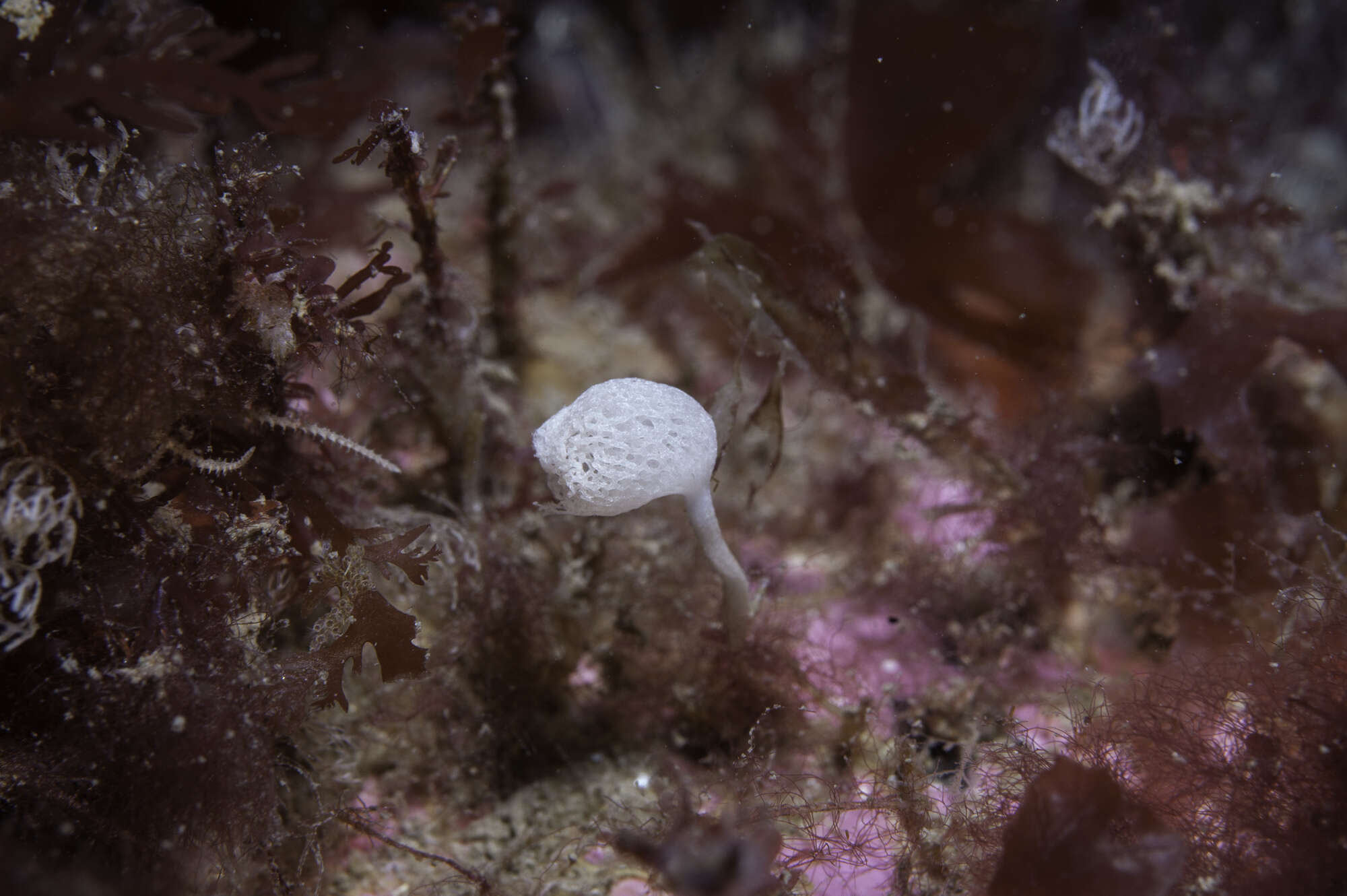 Image of guancha sponge