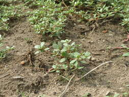 Image of common purslane