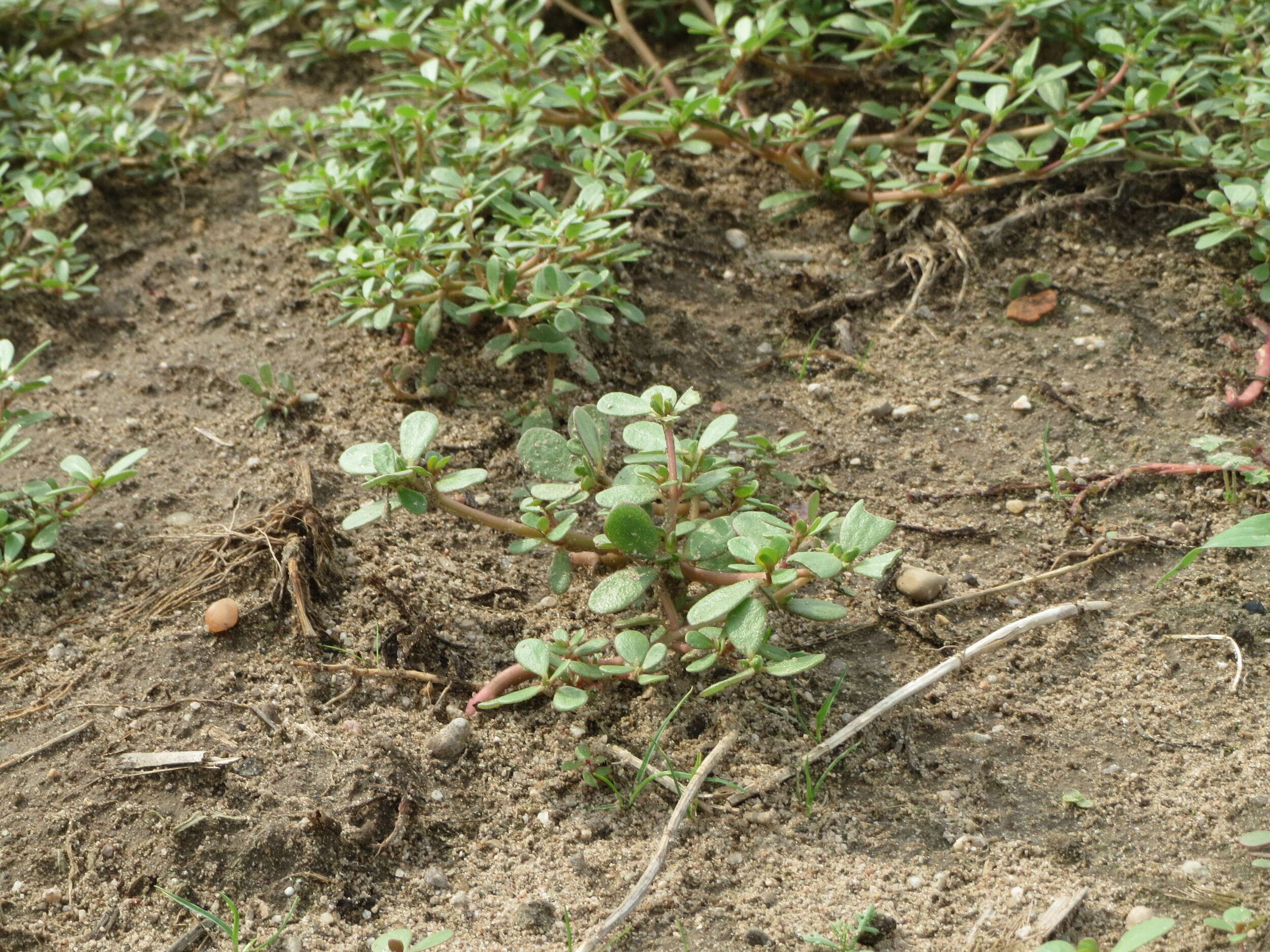 Image of common purslane