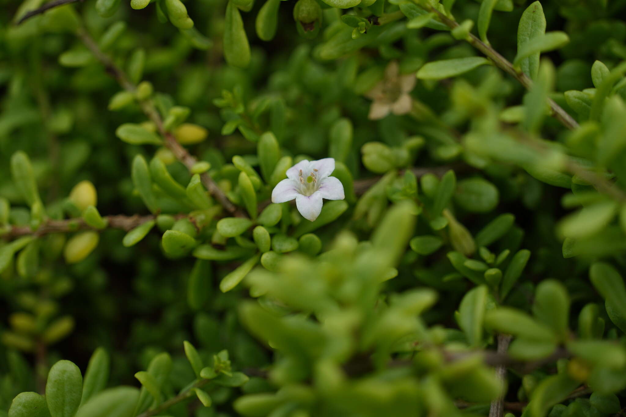 Image of Lycium elliotii Dammer