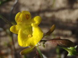 Imagem de Hemimeris sabulosa L. fil.