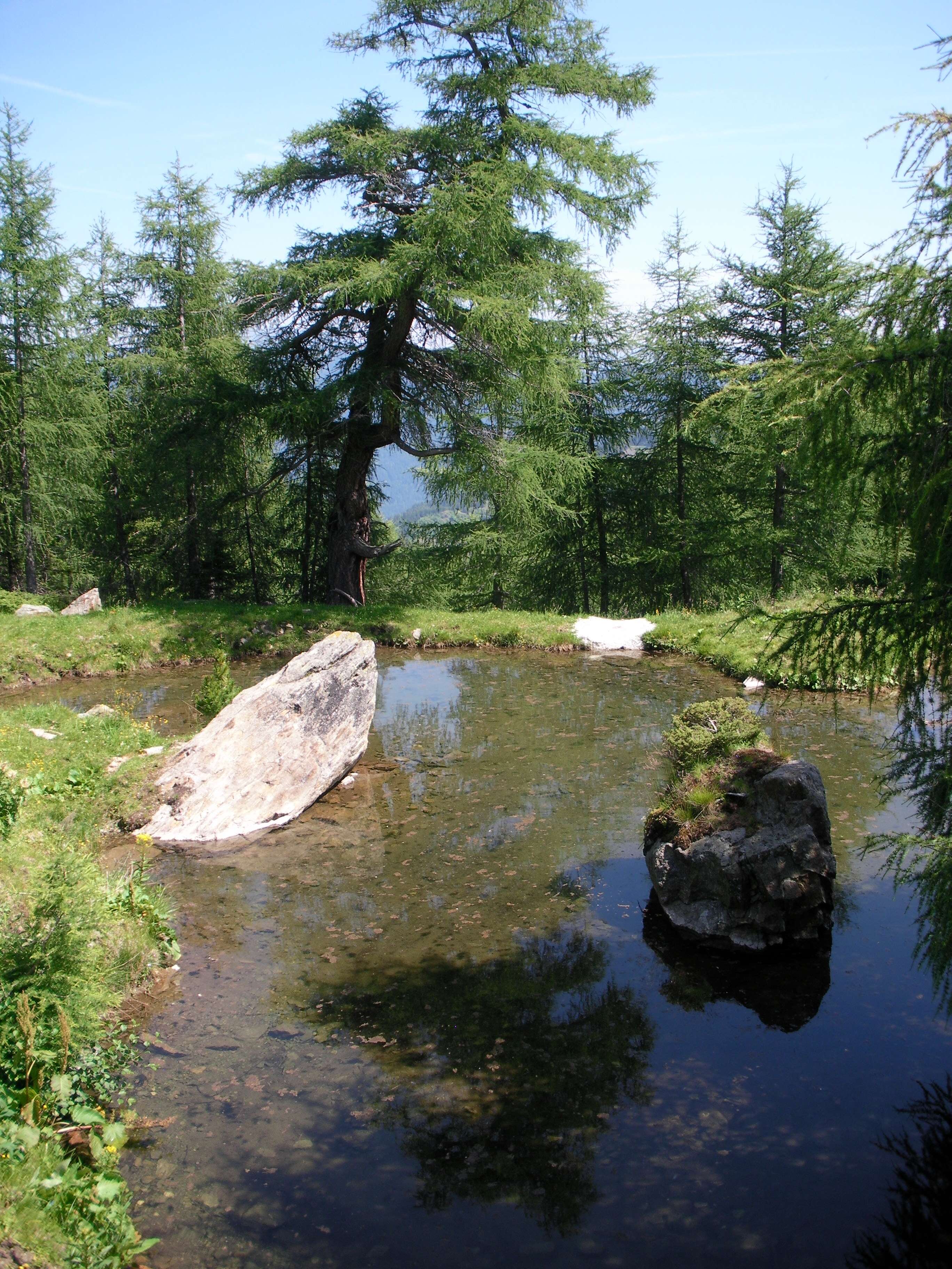 Image of European Larch