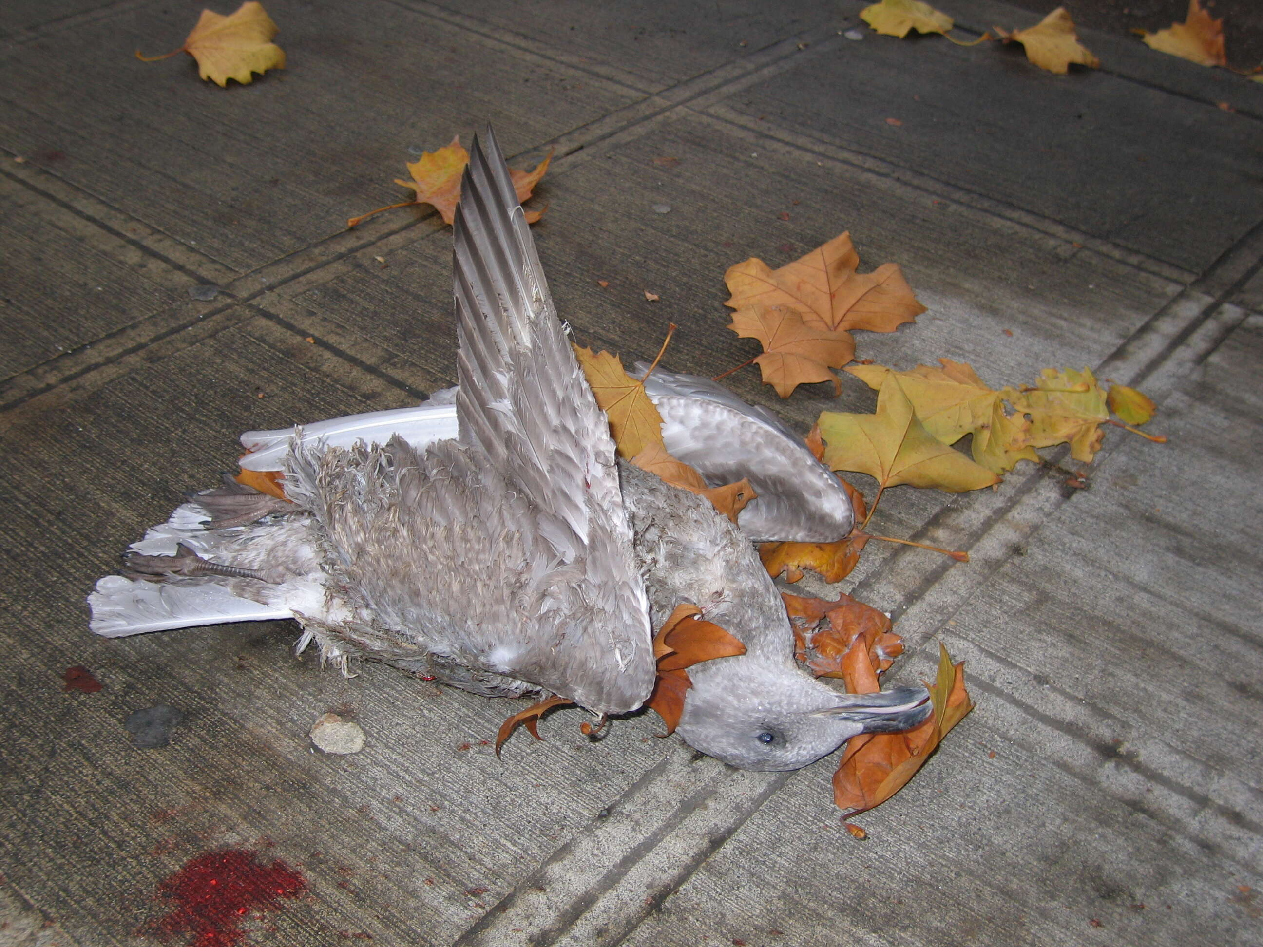 Image of Glaucous-winged Gull