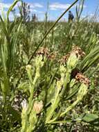 Image of Suisun Marsh aster