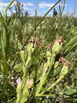 Imagem de Symphyotrichum lentum (Greene) G. L. Nesom