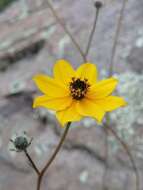 صورة Bidens angustissima Kunth