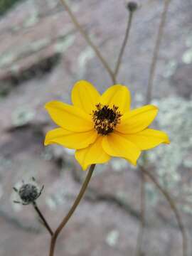 Image de Bidens angustissima Kunth