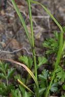 Image of Poa sichotensis Prob.