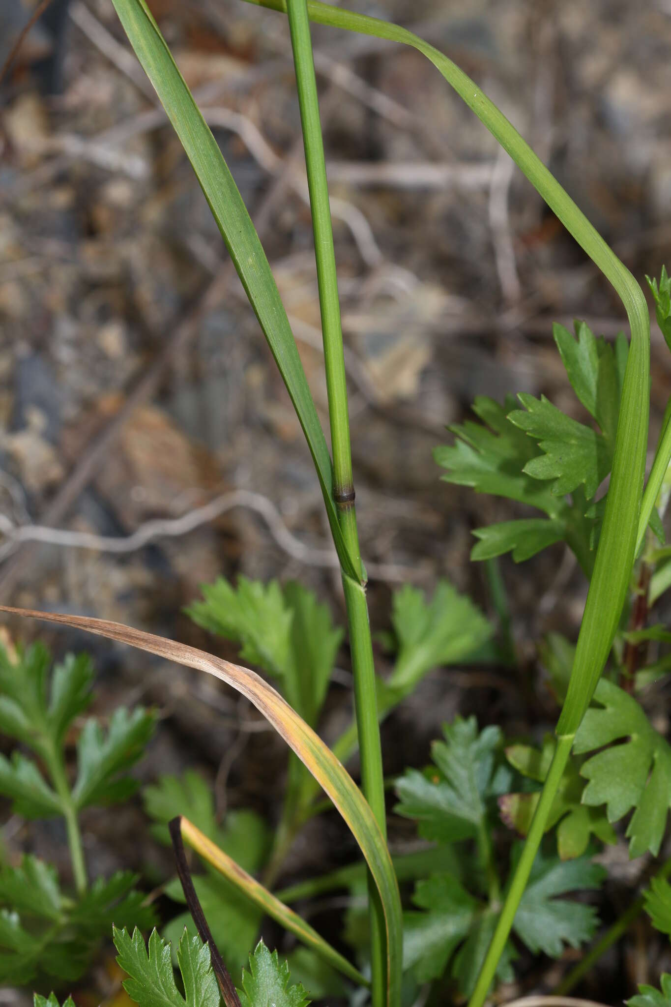 Image of Poa sichotensis Prob.