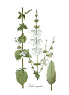 Image of silver sage