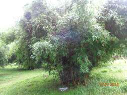 Image of hedge bamboo