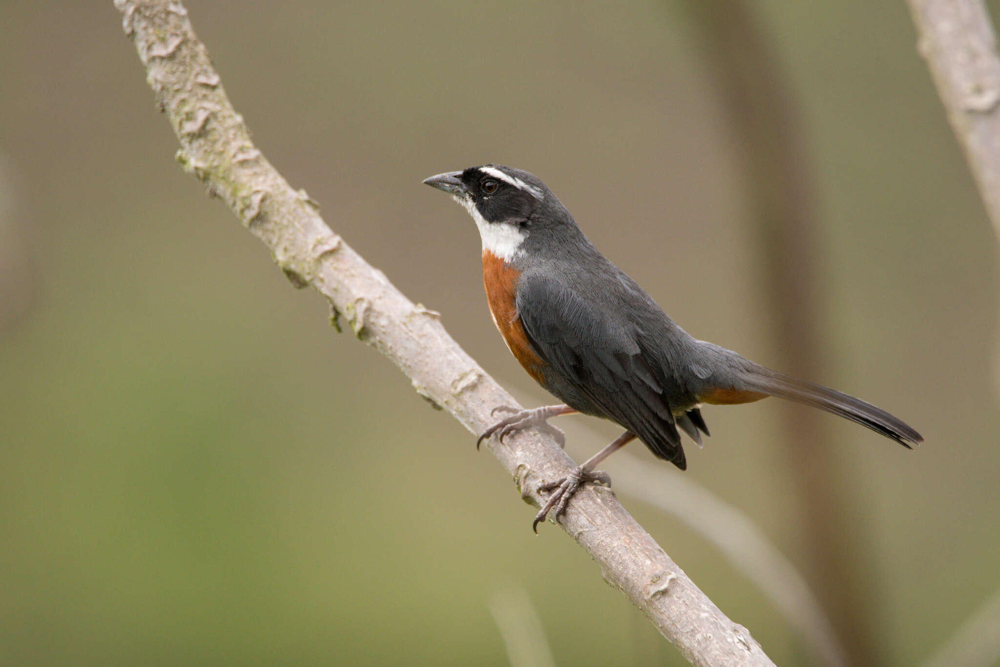 Image of Chestnut-breasted Mountain Finch