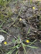 Image of Creeping Spearwort