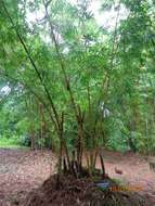 Image of common bamboo