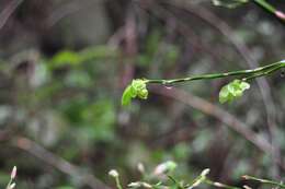 Image of Red Huckleberry