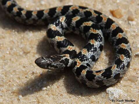 Image of Short-tailed Snake