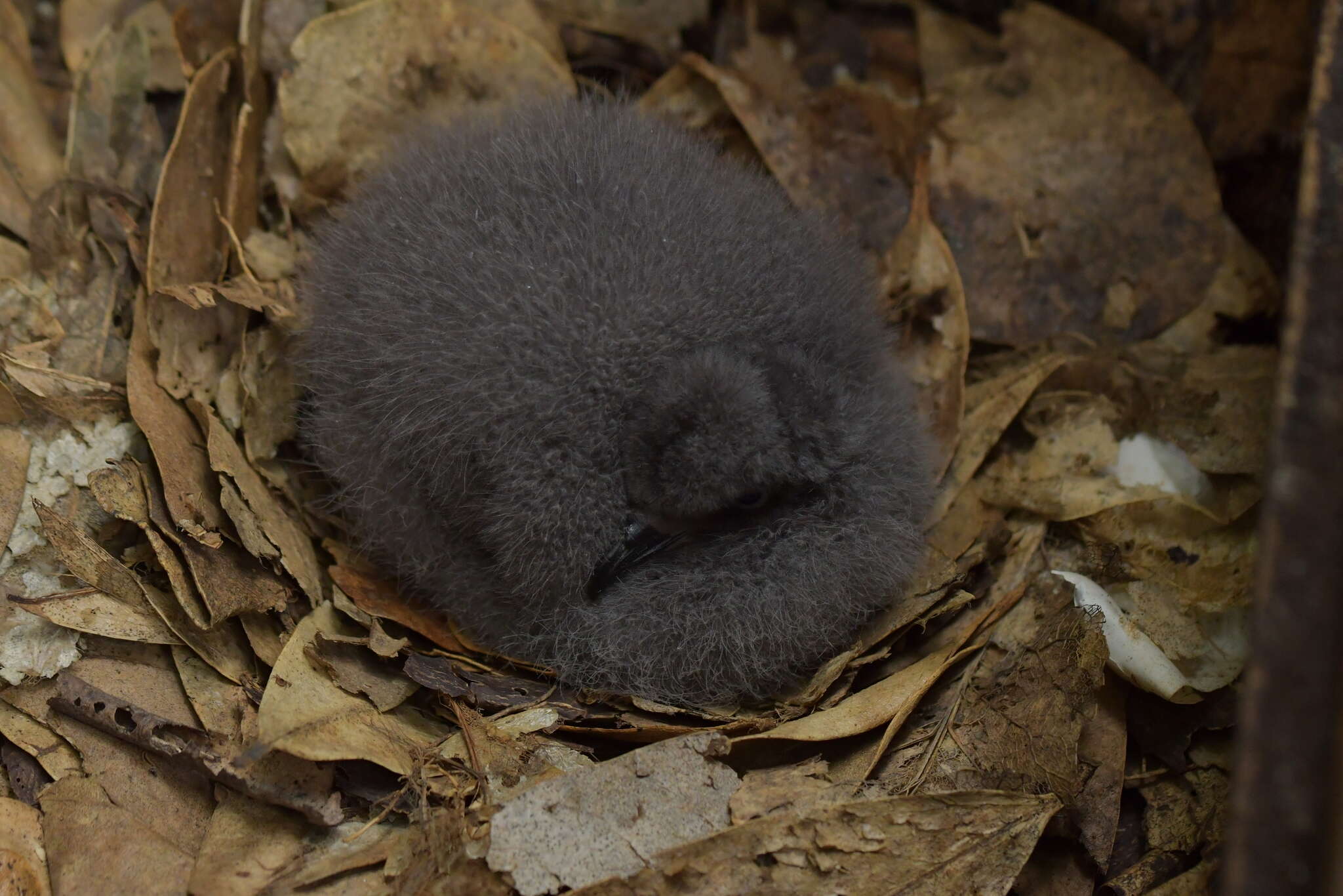 Image of Chatham Island Petrel