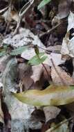 Image of Dancing spider orchid