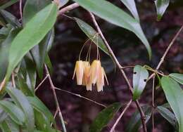 Sivun Aceratium megalospermum (F. Müll.) van Balg. kuva