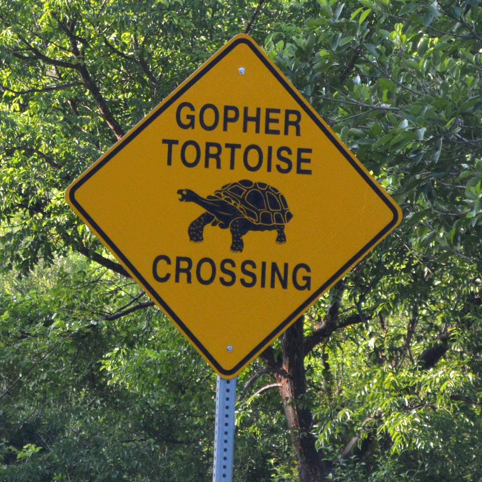 Image of (Florida) Gopher Tortoise