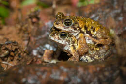 Image of Xanthophryne Biju, Van Bocxlaer, Giri, Loader & Bossuyt 2009