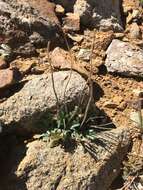 Image of Papaver radicatum subsp. kluanense