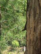 Image of Eastern Fence Lizard