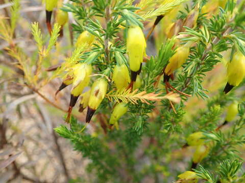 Image of Erica melastoma Andr.