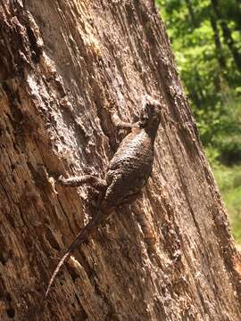 Image of Eastern Fence Lizard