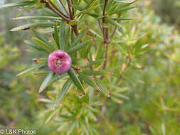 Imagem de Cyathodes glauca Labill.