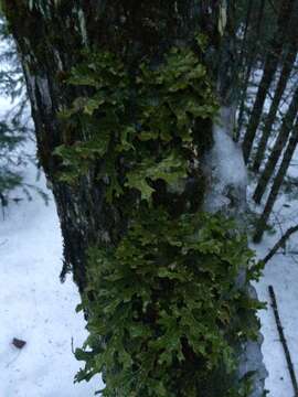 Image of Lungwort