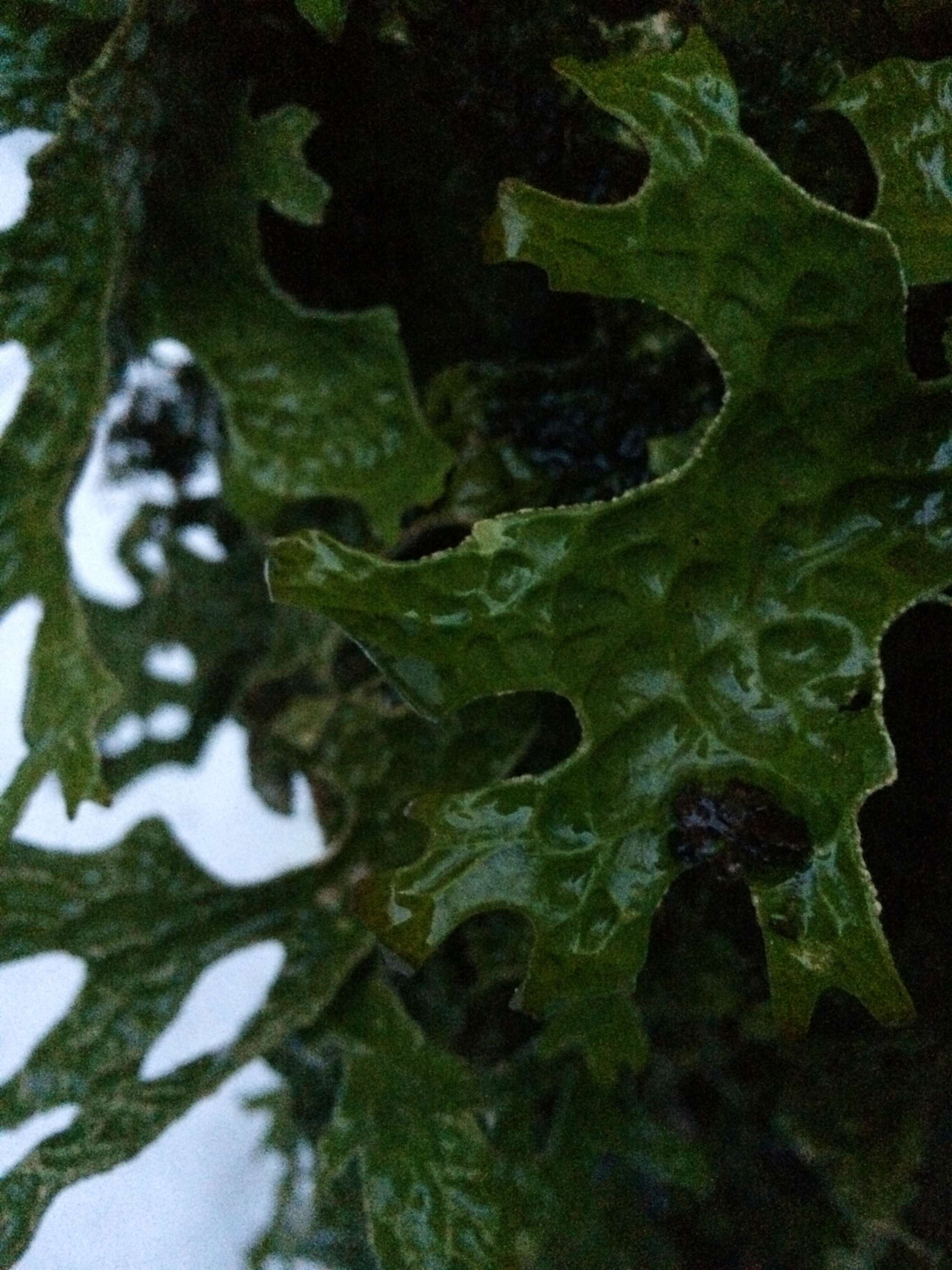 Image of Lungwort