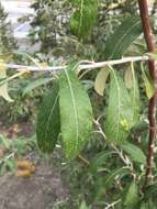 Image de Salix alaxensis var. longistylis (Rydb.) C. K. Schneid.