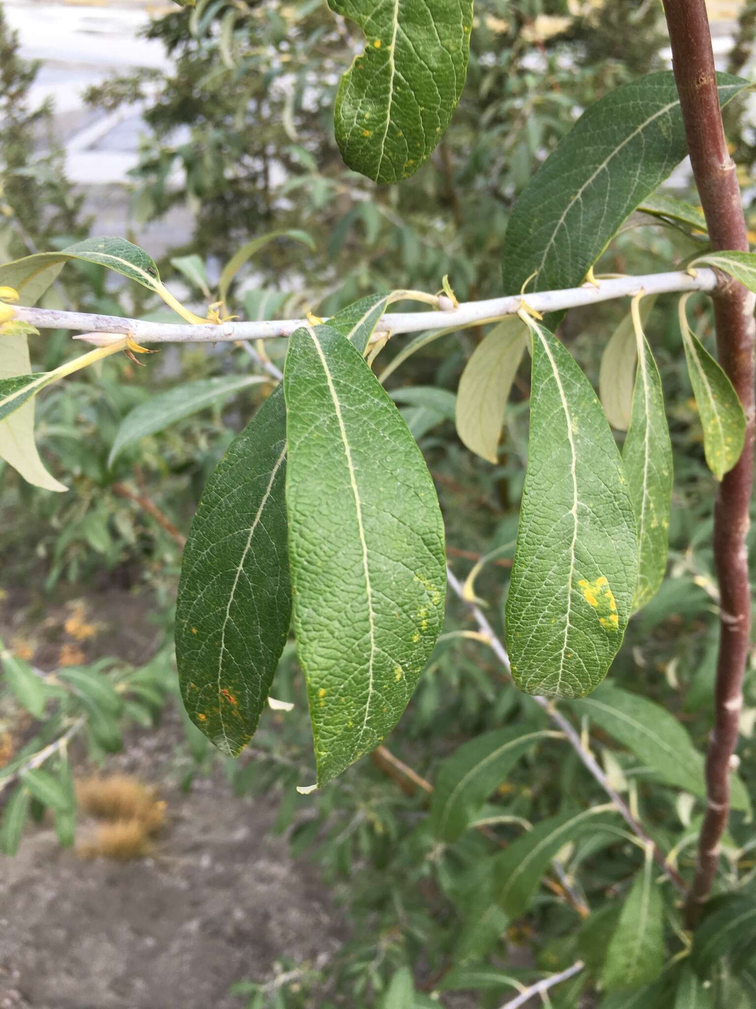 Sivun Salix alaxensis var. longistylis (Rydb.) C. K. Schneid. kuva