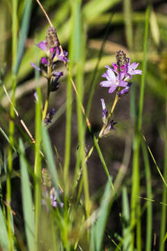 Image of birdfoot checkerbloom