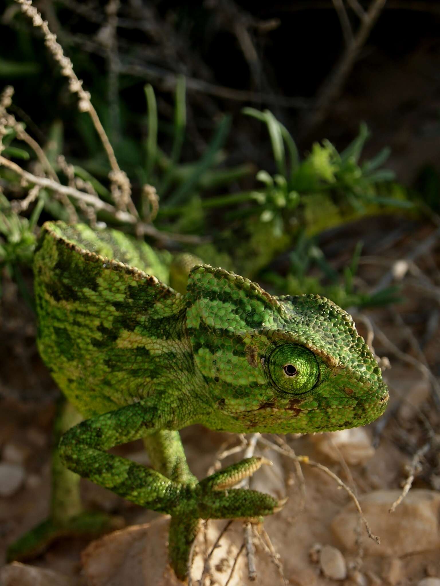 Image de Caméléon commun