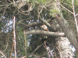 Image of European Pine Marten