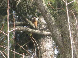 Image of European Pine Marten